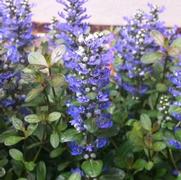 Ajuga tenorii 'Chocolate Chip' Ajuga tenorii 'Chocolate Chip'