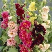 Alcea rosea 'Chaters Double Mix' Alcea rosea 'Chaters Double Mix'