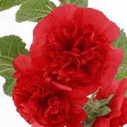 Alcea rosea 'Chaters Double Red'