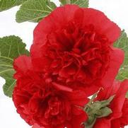 Alcea rosea 'Chaters Double Red'