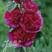 Alcea rosea 'Chaters Double Violet'
