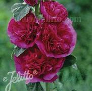 Alcea rosea 'Chaters Double Violet'