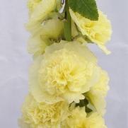 Alcea rosea 'Chaters Double Yellow'
