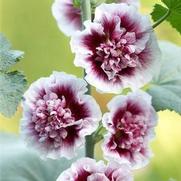 Alcea rosea 'Crème de Cassis'