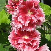 Alcea rosea 'Fiesta Time' Alcea rosea 'Fiesta Time'