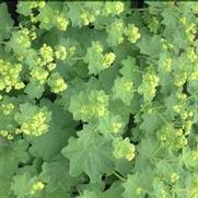 Alchemilla mollis 'Thriller' Alchemilla mollis 'Thriller'