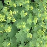 Alchemilla mollis 'Thriller'