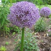 Allium giganteum 'Globemaster'