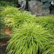 Hakonechloa macra 'All Gold'