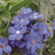 Anchusa capensis 'Blue Angel'