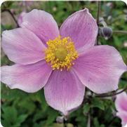 Anemone hupehensis 'Pink Saucer' Anemone hupehensis 'Pink Saucer'