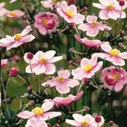 Anemone hupehensis 'September Charm' Anemone hupehensis 'September Charm'