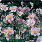 Anemone tomentosa 'Robustissima' Anemone tomentosa 'Robustissima'