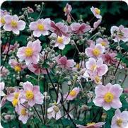 Anemone tomentosa 'Robustissima'