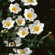 Anemone x. hybrida 'Honorine Jobert'