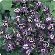 Aquilegia vulgaris 'Winky Double Purple & White'