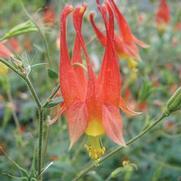 Aquilegia canadensis