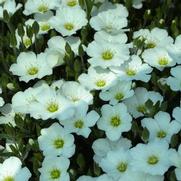 Arenaria montana 'Blizzard Compact' Arenaria montana 'Blizzard Compact'