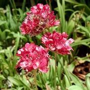 Armeria pseudarmeria 'Ballerina Red'