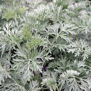 Artemisia hybrid 'Powis Castle'