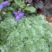Artemisia schmidtiana 'Silver Mound' Artemisia schmidtiana 'Silver Mound'