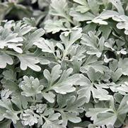 Artemisia stelleriana 'Silver Brocade' Artemisia stelleriana 'Silver Brocade'