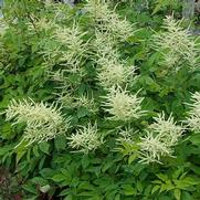 Aruncus dioicus Aruncus dioicus