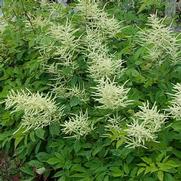 Aruncus dioicus