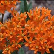 Asclepias tuberosa Asclepias tuberosa