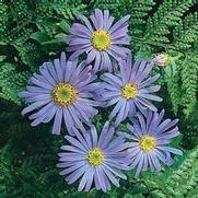 Aster frikartii 'Monch'