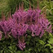 Astilbe chinensis 'Visions' Astilbe chinensis 'Visions'