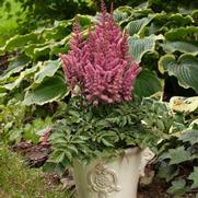 Astilbe chinensis 'Visions in Pink'