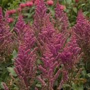 Astilbe chinensis 'Visions in Red'