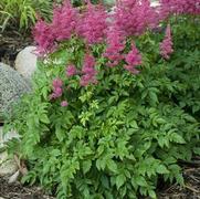 Astilbe hybrid 'Younique Carmine'