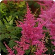 Astilbe hybrid 'Younique Lilac' Astilbe hybrid 'Younique Lilac'