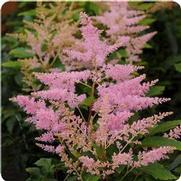 Astilbe hybrid 'Younique Silvery Pink'