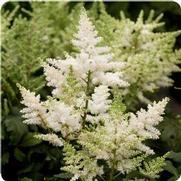 Astilbe hybrid 'Younique White' Astilbe hybrid 'Younique White'