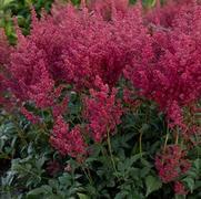 Astilbe japonica 'Montgomery' Astilbe japonica 'Montgomery'