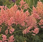 Astilbe japonica 'Peach Blossom' Astilbe japonica 'Peach Blossom'