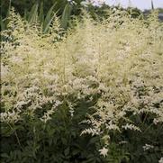 Astilbe x arendsii 'Bridal Veil' Astilbe x arendsii 'Bridal Veil'