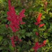 Astilbe x arendsii 'Fanal' Astilbe x arendsii 'Fanal'