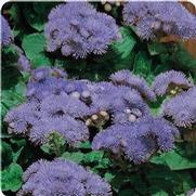 Ageratum houstonianum Ageratum houstonianum