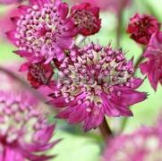 Astrantia major 'Abbey Road' Astrantia major 'Abbey Road'