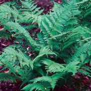 Athyrium filix-femina