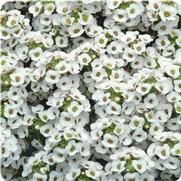 Alyssum lobularia maritima