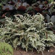 Athyrium nipponicum 'Pictum'