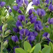 Baptisia australis