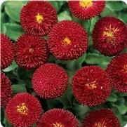 Bellis perennis 'Bellissima Red' Bellis perennis 'Bellissima Red'