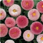Bellis perennis 'Bellissima Rose Bicolor' Bellis perennis 'Bellissima Rose Bicolor'