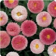 Bellis perennis 'Bellissima Rose Bicolor'